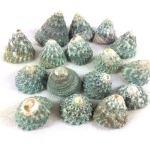 15 Green Trochus Seashells Craft Seashells Beach Decor Craft Shells Set Of Seashells Centerpiece Craft Supplies Nautical Theme