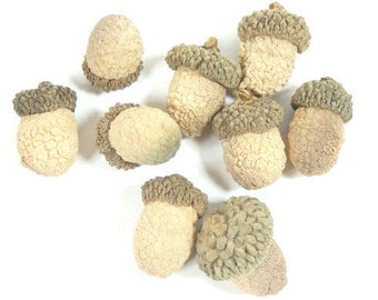 May include: A collection of nine acorn caps with a light brown colour and a textured surface. The caps have a green, brown, and tan coloured top.