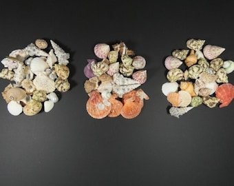 May include: Three groups of seashells in various colors and patterns, including white, pink, orange, brown, and black. The shells are arranged in a triangular shape.