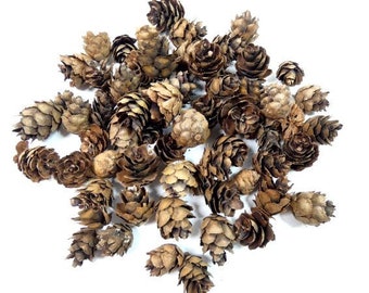 55 Small Pine Cones Craft Supplies Scrapbooking Mini Pine Cones Miniature Pine Cones Craft Pine Cones