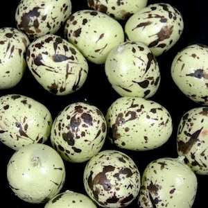 May include: A collection of green speckled eggs with brown spots. The eggs are arranged in a circle on a black background.