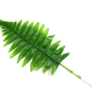Op de afbeelding: Een enkel groen varenblad met een lange, dunne stengel. Het blad is heldergroen en heeft een delicate, gevederde textuur.