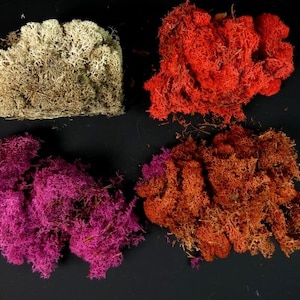Beige Crème Rood Roze Of Rood Bruin Mos 1.5 Ounces Craft Moss Off White Moss Fairy Garden Moss Terrarium Moss Mini Garden Moss