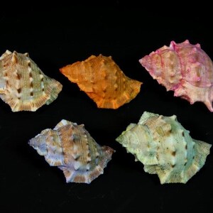 3 Murex Seashells Craft Seashells Beach Decor Craft Shells Set Of Seashells Centerpiece Craft Supplies Nautical Theme
