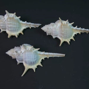 3 Murex trapa schelpen ambachtelijke schelpen strand decor ambachtelijke schelpen set van schelpen middelpunt ambachtelijke leveringen nautische thema