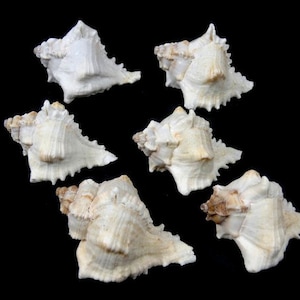6 Murex Ramosus Seashells Spiked Murex Craft Seashells Beach Décor Craft Shells Set Of Seashells Centerpiece Craft Supplies Nautical Theme