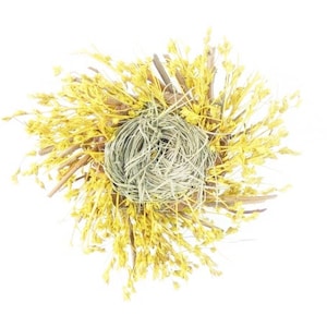 Vögel Nest Birdsnest 4 Zoll Scrapbooking Verzierungen Kränze Handwerk liefert