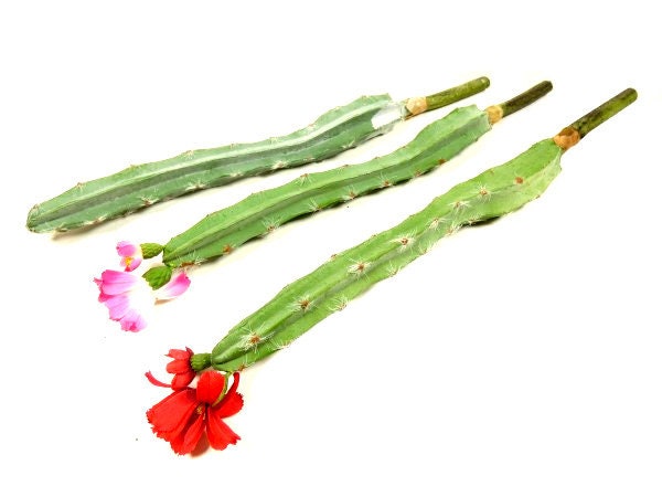Orchideen Kaktus, 29 Blätter, 160cm hier günstig online bestellen