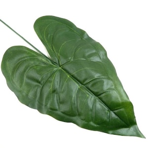 Op de afbeelding: Een enkel, groot, groen blad met een hartvorm en prominente nerven. Het blad is geïsoleerd op een witte achtergrond.
