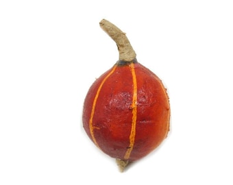 May include: A small, red gourd with orange stripes and a dried stem. The gourd is about the size of a golf ball.