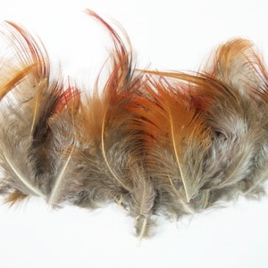 25 Golden Pheasant Breast Feathers Beautiful Feathers Craft Feathers Unique Feathers Wedding Feathers Hat Embellishment 03