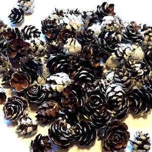 25 Small Pine Cones Brown White Pine Cones Craft Supplies Scrapbooking Mini Pine Cones Craft Pine Cones Embellishments