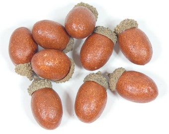 May include: A collection of ten brown acorns with a rough texture. The acorns are arranged in a cluster on a white background.