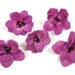 see more listings in the Flowers/Plants section