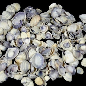 170 Grams Purple Gray Clam Seashells Craft Seashells Beach Décor Craft Shells Set Of Seashells Centerpiece Craft Supplies Nautical Theme