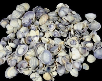 170 Grams Purple Gray Clam Seashells Craft Seashells Beach Décor Craft Shells Set Of Seashells Centerpiece Craft Supplies Nautical Theme