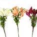 see more listings in the Flowers/Plants section