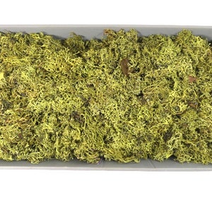 Big Box Green Moss 15 Ounces Of Moss Craft Moss Terrarium Moss Fairy Garden