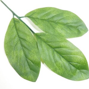 Op de afbeelding: Drie groene bladeren aan een stengel, met een lichtgroene kleur en een licht getextureerd oppervlak.