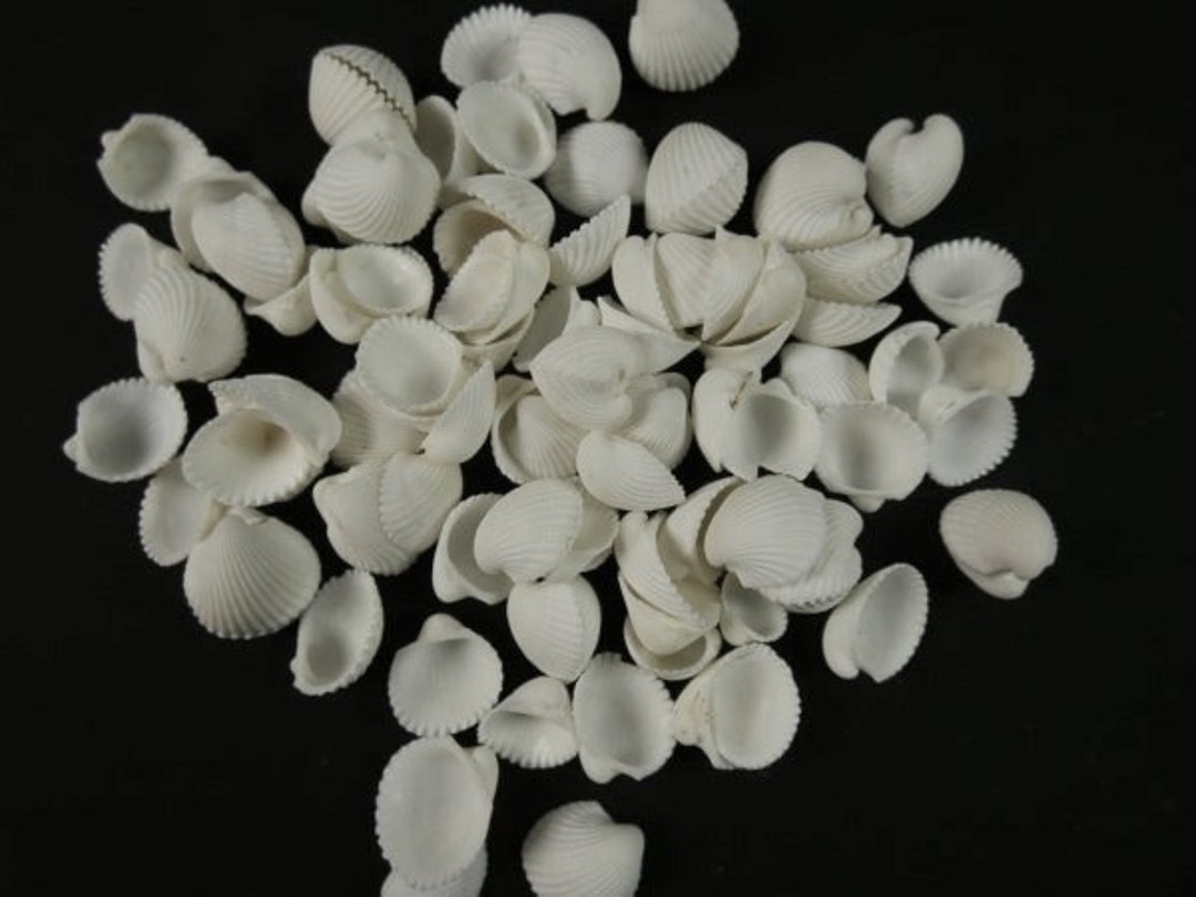 50 Small White Ark Seashells Craft Seashells Beach Decor Craft Shells ...