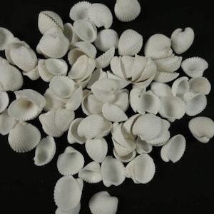 50 Small White Ark Seashells Craft Seashells Beach Decor Craft Shells Set Of Seashells Centerpiece Craft Supplies Ocean Theme