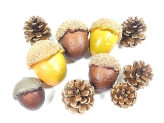 ジャンボどんぐりセット 5個入り クラフトどんぐり 松ぼっくり 秋の