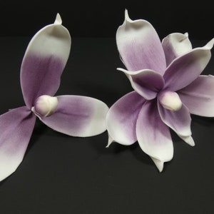 May include: Two purple and white magnolia flowers with a gradient color effect. The flowers are on a black background.