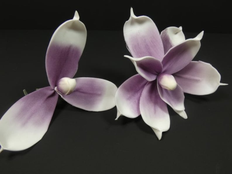 May include: Two purple and white magnolia flowers with a gradient color effect. The flowers are on a black background.