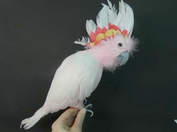 1 Mediano O Grande Mayor Mitchell S Cacatua Pajaro Rosa Etsy Espana