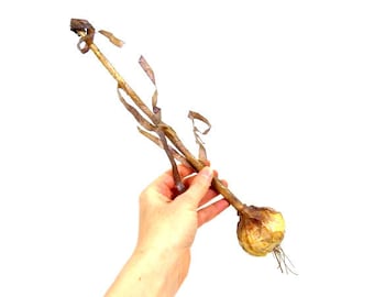 1 grande aglio finto aglio artificiale falso verdura centrotavola composizione floreale bouquet ghirlanda ristorante decorazione