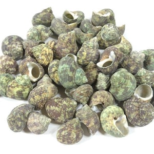 220 Grams Green Top Seashells Craft Seashells Beach Decor Craft Shells Set Of Seashells Centerpiece Craft Supplies Nautical Theme