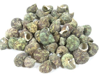 220 Grams Green Top Seashells Craft Seashells Beach Decor Craft Shells Set Of Seashells Centerpiece Craft Supplies Nautical Theme