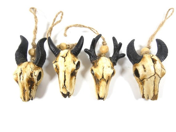 Kleine dierlijke schedel schedel stier - België