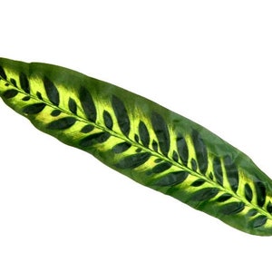 1 Jumbo Pavia Plant Leaf 17 Inch Fake Leaves Greenery Filler Bouquet Flower Flower Flower Arrangement Hat Embelishment