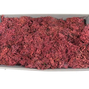Big Box Red Pink Moss 10.5 Ounces Of Moss Craft Moss Terrarium Moss Fairy Garden