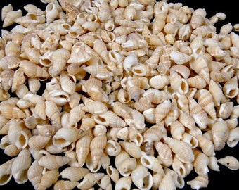 190 Grams Mini Beaded Mitra Mitre Shells Craft Seashells Beach Decor Craft Shells Set Of Seashells Centerpiece Craft Supplies Nautical Theme