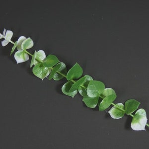 Op de afbeelding: Een tak eucalyptus met groene en witte bladeren.
