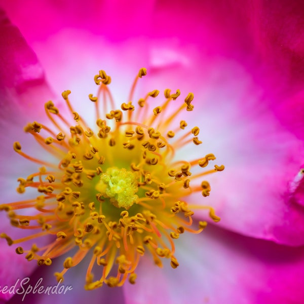 Macro photograph of pink rose, floral print  , fine art landscape photography, flower close up, botanical print
