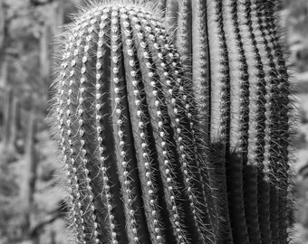 Saguaro National Park landscape photography, Cactus print  , Arizona fine art print, Desert plants  , Southwestern home decor