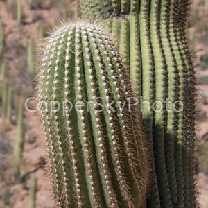 Fotografia paesaggistica del Saguaro National Park, stampa di cactus, stampa artistica dell'Arizona, piante del deserto, arredamento per la casa del sud-ovest