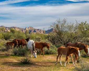 Wild Horses Desert Photo Print: Southwestern Landscape (Canvas or Metal)
