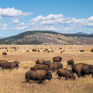 Parco nazionale del Grand Teton, mandria di bisonti, animali selvatici, fauna selvatica del Wyoming, fotografia artistica, immagini di animali, selvaggio West