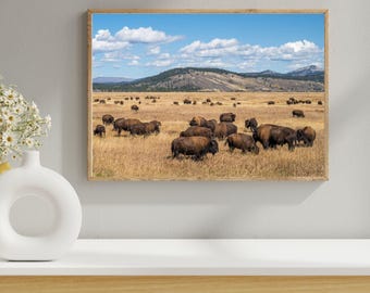 Grand Teton Buffalo Herd Canvas, Western Wildlife Photography, Wild West Animal Print, Jackson Hole Decor, Archival Paper Gift