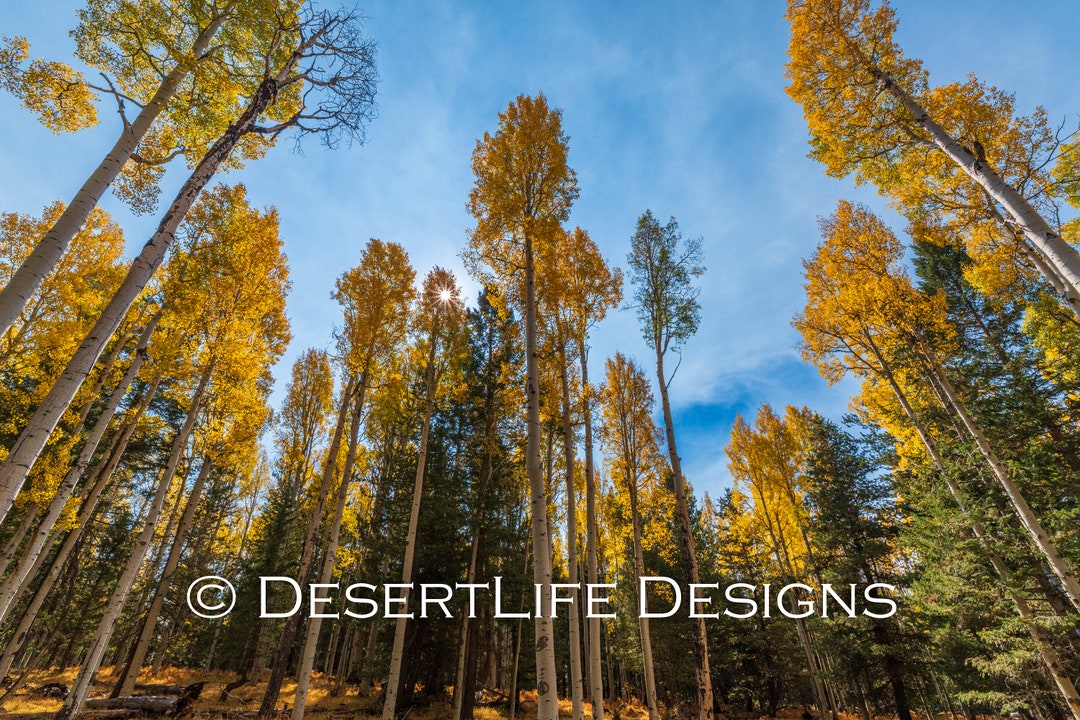 Aspen Corner Flagstaff AZ Etsy