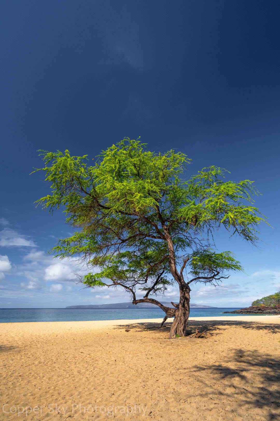 Msolo Tree Tropical Beach Photo: Solo Tree on Sand - Maui Landscape - Etsy