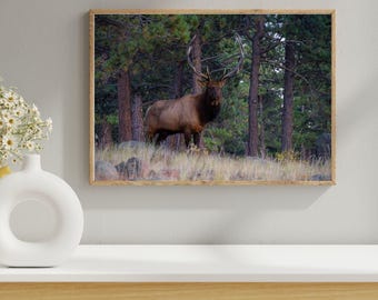 Rocky Mountain Bull Elk Print, Colorado Wall Art, Wildlife Canvas, Forest Scene, Archival Paper Photo, Nature Decor Gift