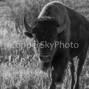 Parco nazionale del Grand Teton, Bisonte in primo piano, Bianco e nero, Fauna selvatica del Wyoming, Fotografia artistica, Belle arti monocromatiche, Bufalo solitario