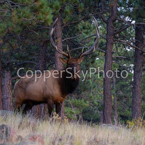 Foto di paesaggio del Parco Nazionale delle Montagne Rocciose, stampa di un alce maschio, arredamento per la casa in Colorado, fotografia artistica, stampa artistica di animali selvatici