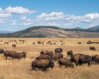 Grand Teton Buffalo Herd Canvas, Western Wildlife Photography, Wild West Animal Print, Jackson Hole Decor, Archival Paper Gift