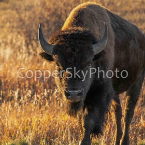 Parco nazionale del Grand Teton, Bisonte in primo piano, Animali selvatici, Fauna selvatica del Wyoming, Fotografia artistica, Immagine di animali, Bufalo solitario